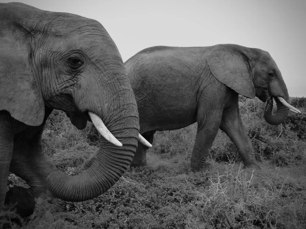 A photo Taken by Jacob Padilla. Location: South Africa